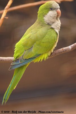 Monk ParakeetMyiopsitta monachus ssp.