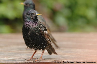 Common StarlingSturnus vulgaris vulgaris