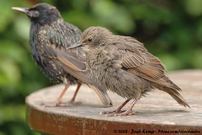 Common StarlingSturnus vulgaris vulgaris