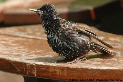 Common StarlingSturnus vulgaris vulgaris