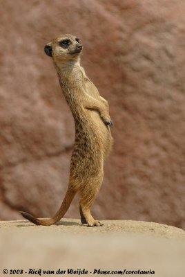 Stokstaart / Slender-Tailed Meerkat