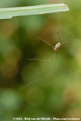 Grote Trilspin / Daddy-Long-Legs Spider