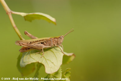 Ratelaar / Bow-Winged Grasshopper