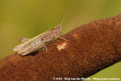 Ratelaar / Bow-Winged Grasshopper