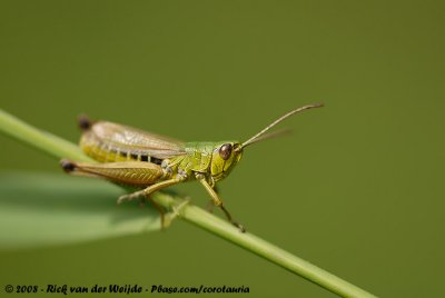 Meadow GrasshopperChorthippus parallelus parallelus