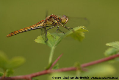 Vagrant DarterSympetrum vulgatum vulgatum