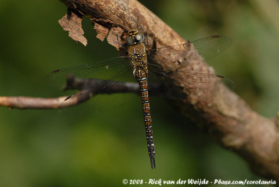 Migrant HawkerAeshna mixta