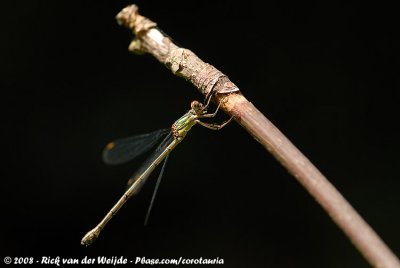 Western Willow SpreadwingChalcolestes viridis