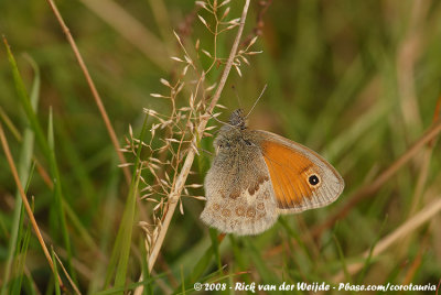 Small HeathCoenonympha pamhilus pamhilus