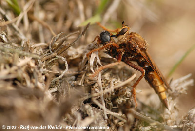 Hoornaarroofvlieg / Hornet Robberfly