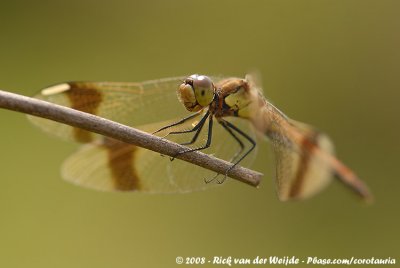 Bandheidelibel / Banded Darter