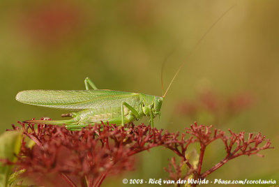 Great Green Bush-CricketTettigonia viridissima