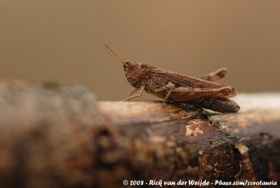 Ratelaar / Bow-Winged Grasshopper