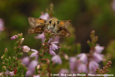 Kommavlinder / Silver-Spotted Skipper