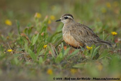 Morinelplevier / Eurasian Dotterel