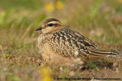 Morinelplevier / Eurasian Dotterel