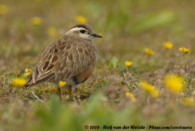 Eurasian Dotterel (Morinelplevier)
