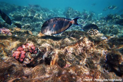 Arabian SurgeonfishAcanthurus sohal