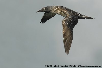 Northern Gannet<br><i>Morus bassanus</i>