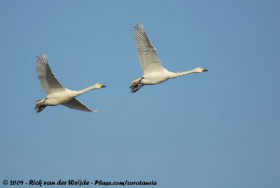 Bewick's SwanCygnus columbianus bewickii