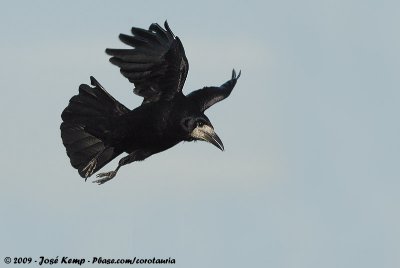 Eurasian RookCorvus frugilegus frugilegus