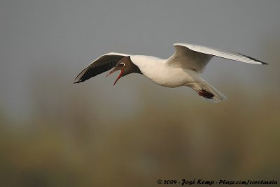 Black-Headed Gull  (Kokmeeuw)