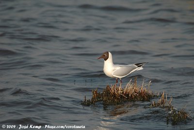 Black-Headed GullChroicocephalus ridibundus