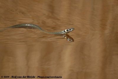 European Grass Snake  (Ringslang)