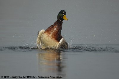 MallardAnas platyrhynchos platyrhynchos