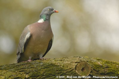 Common Wood PigeonColumba palumbus palumbus