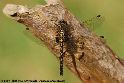 White-Faced DarterLeucorrhina dubia