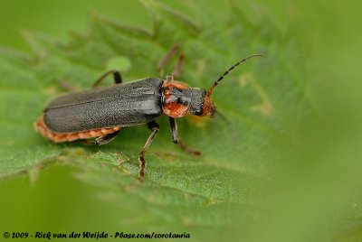 Black-Legged Soldier Beetle  (Zwartpootsoldaatje)