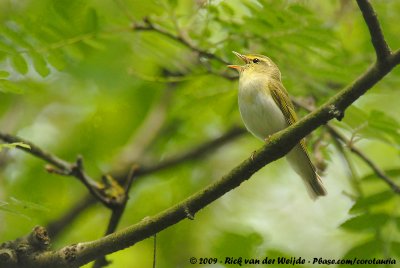 Wood Warbler  (Fluiter)