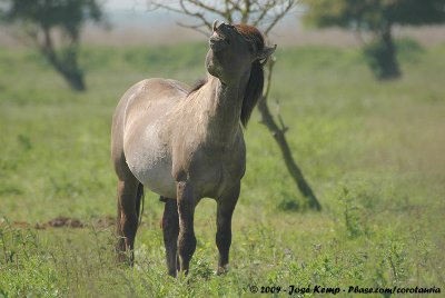 Konik HorseEquus caballus caballus