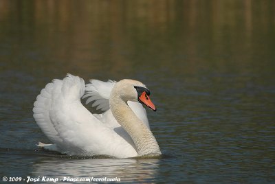 Mute SwanCygnus olor