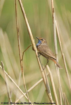 BluethroatLuscinia svecica cyanecula