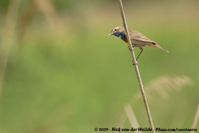 BluethroatLuscinia svecica cyanecula