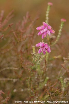 Cross-Leaved HeathErica tetralix