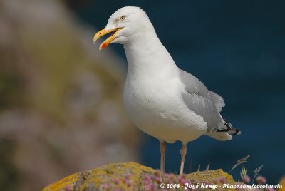 European Herring GullLarus argentatus argenteus