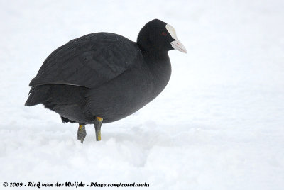 Eurasian CootFulica atra atra