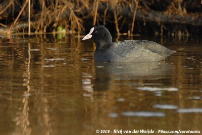 Eurasian CootFulica atra atra