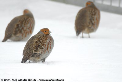 Grey PartridgePerdix perdix perdix