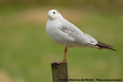 Black-Headed GullChroicocephalus ridibundus