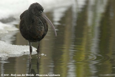 Glossy Ibis  (Zwarte Ibis)