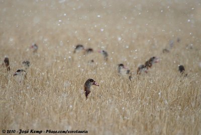 Egyptian GooseAlopochen aegyptiaca