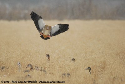 Egyptian GooseAlopochen aegyptiaca