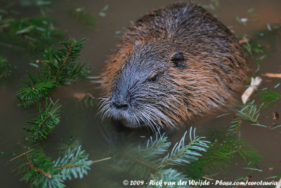 NutriaMyocastor coypus