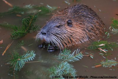 NutriaMyocastor coypus