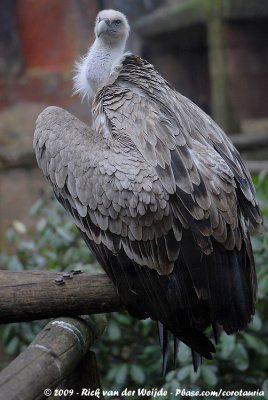 Griffon Vulture<br><i>Gyps fulvus ssp.</i>