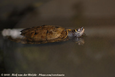 Map Turtle  (Landkaartschildpad)